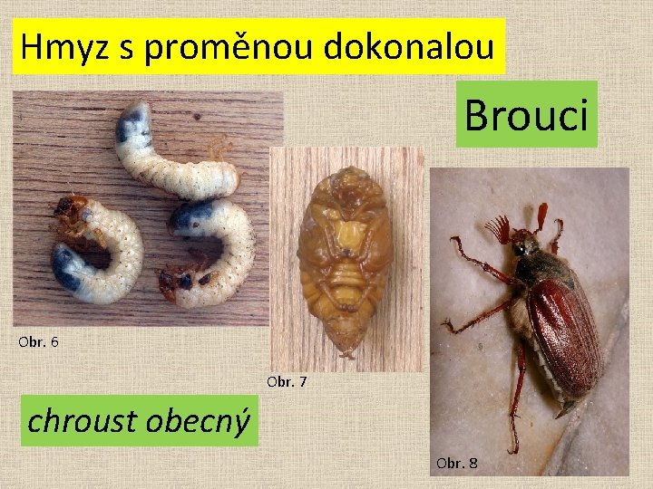 Hmyz s proměnou dokonalou Brouci Obr. 6 Obr. 7 chroust obecný Obr. 8 