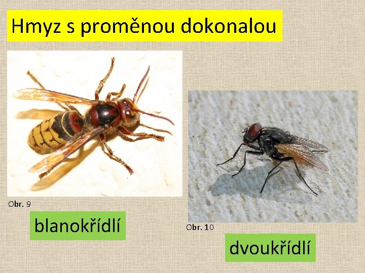 Hmyz s proměnou dokonalou Obr. 9 blanokřídlí Obr. 10 dvoukřídlí 