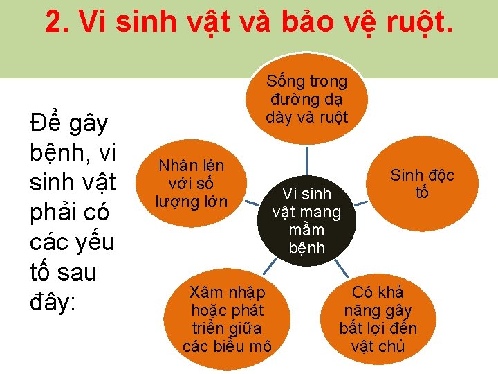 2. Vi sinh vật và bảo vệ ruột. Để gây bệnh, vi sinh vật