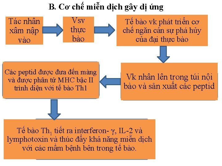 B. Cơ chế miễn dịch gây dị ứng Tác nhân xâm nập vào Vsv