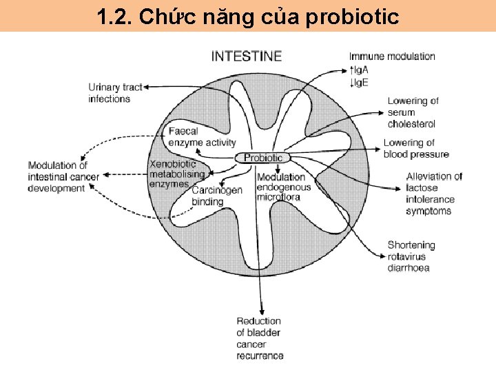 1. 2. Chức năng của probiotic 