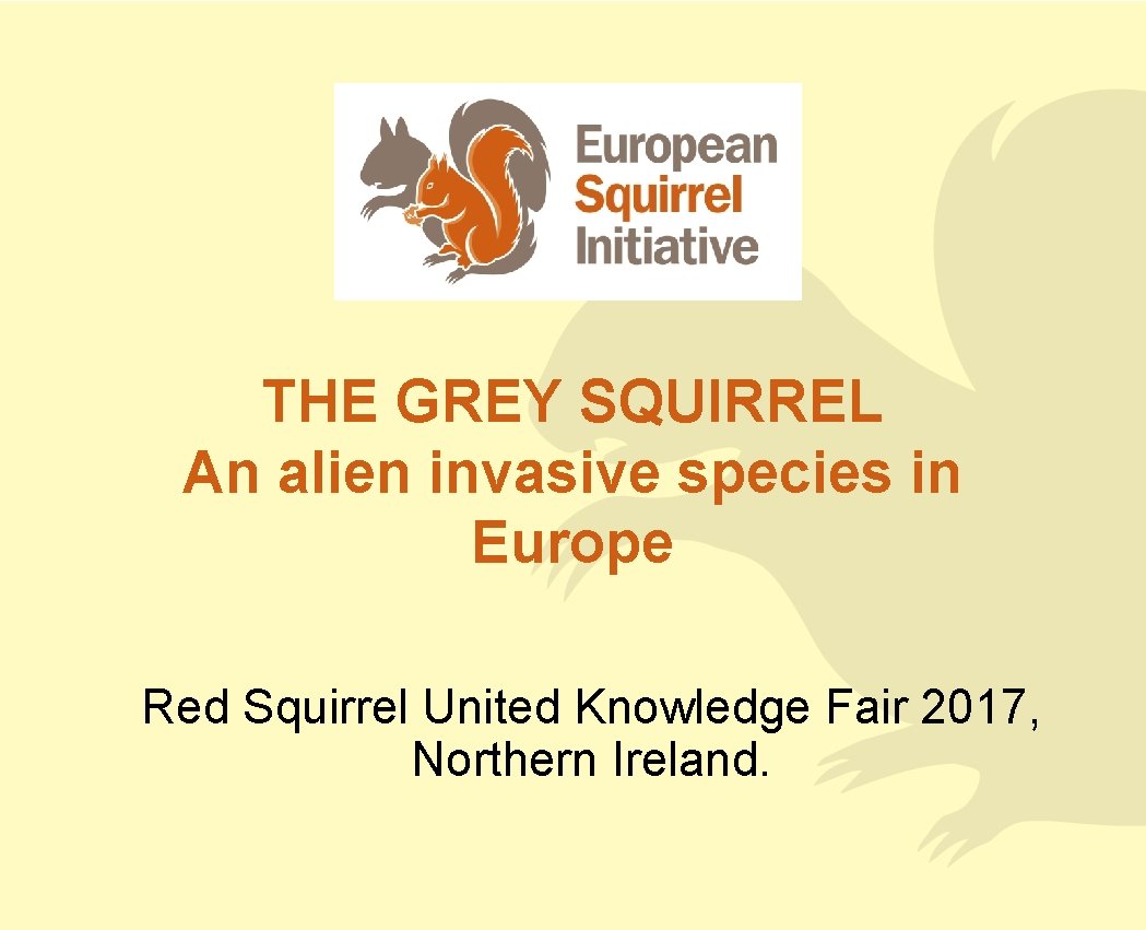 THE GREY SQUIRREL An alien invasive species in Europe Red Squirrel United Knowledge Fair