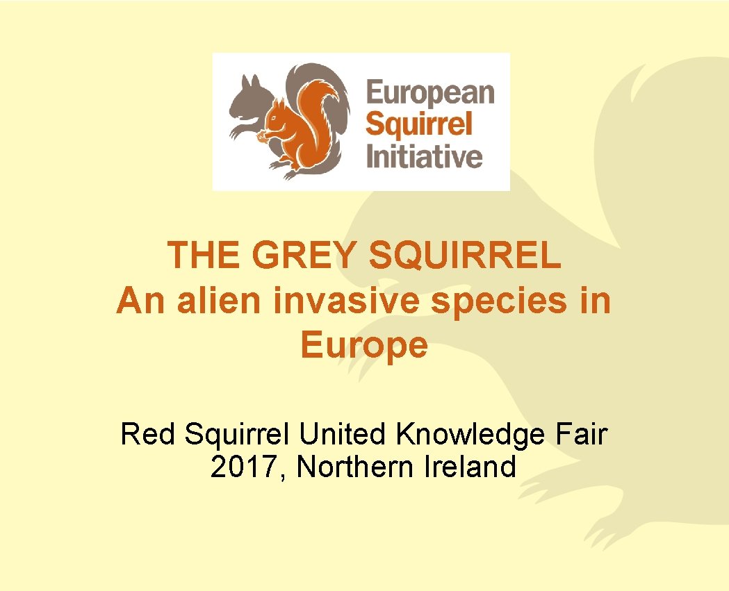 THE GREY SQUIRREL An alien invasive species in Europe Red Squirrel United Knowledge Fair