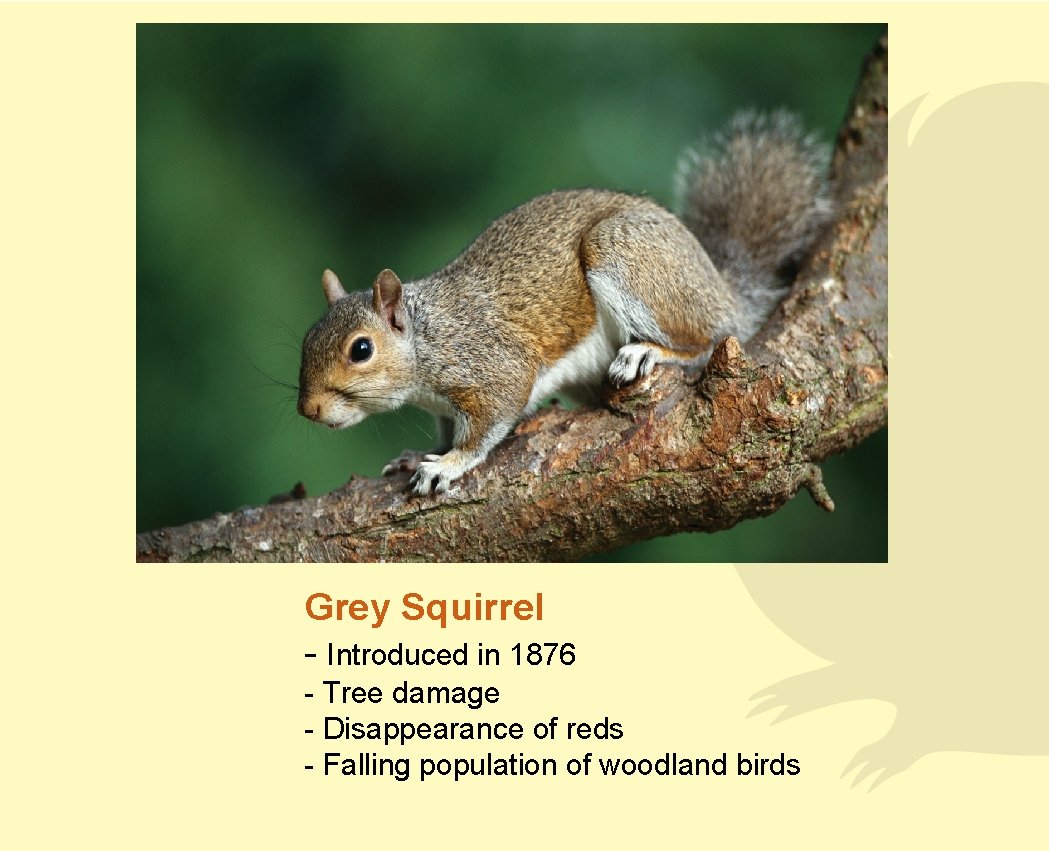 Grey Squirrel - Introduced in 1876 - Tree damage - Disappearance of reds -