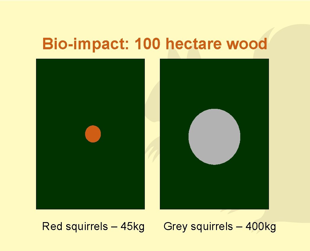 Bio-impact: 100 hectare wood Red squirrels – 45 kg Grey squirrels – 400 kg