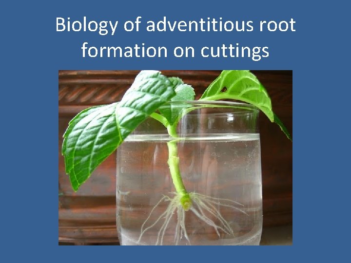 Biology of adventitious root formation on cuttings 