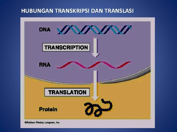 HUBUNGAN TRANSKRIPSI DAN TRANSLASI 