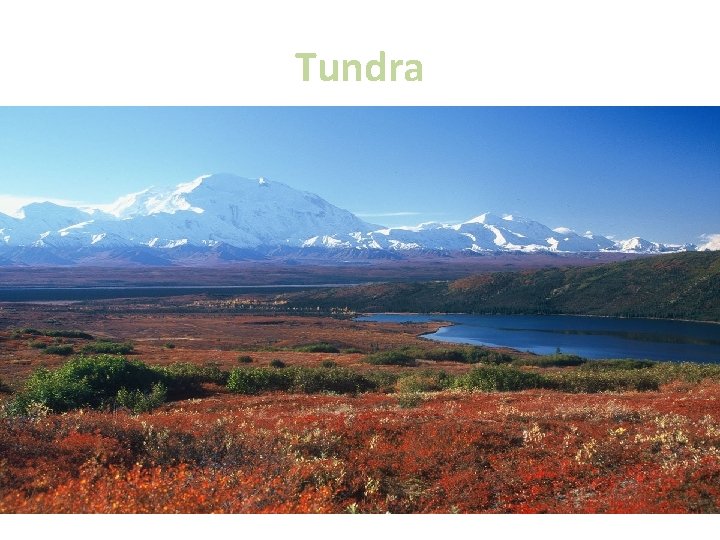 Tundra - Na jih od arktických pustin - Flora: lišejníky, nízké keříky, trsy travin,