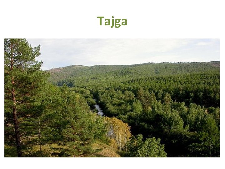 Tajga - Jižně od tunder - Pás jehličnatých lesů - Kanadská tajga s tajgou