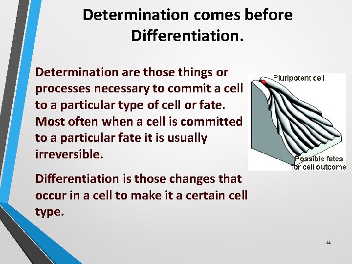 Determination comes before Differentiation. Determination are those things or processes necessary to commit a Determination comes before Differentiation. Determination are those things or processes necessary to commit a