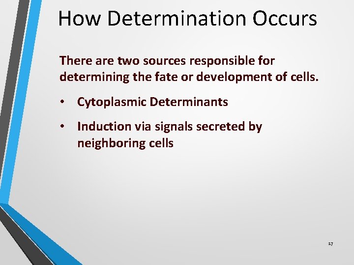 How Determination Occurs There are two sources responsible for determining the fate or development How Determination Occurs There are two sources responsible for determining the fate or development