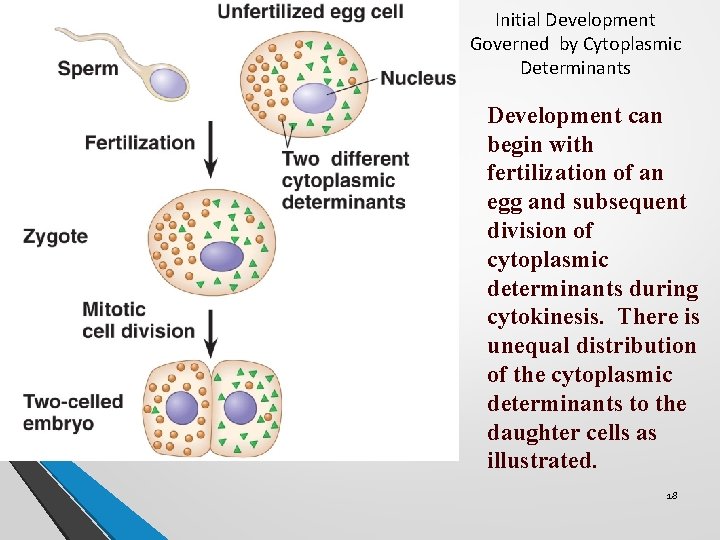Initial Development Governed by Cytoplasmic Determinants Development can begin with fertilization of an egg Initial Development Governed by Cytoplasmic Determinants Development can begin with fertilization of an egg