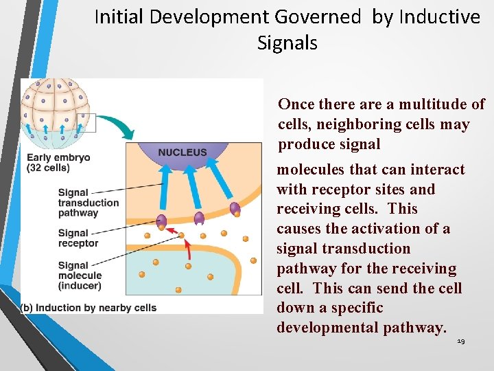 Initial Development Governed by Inductive Signals Once there a multitude of cells, neighboring cells Initial Development Governed by Inductive Signals Once there a multitude of cells, neighboring cells