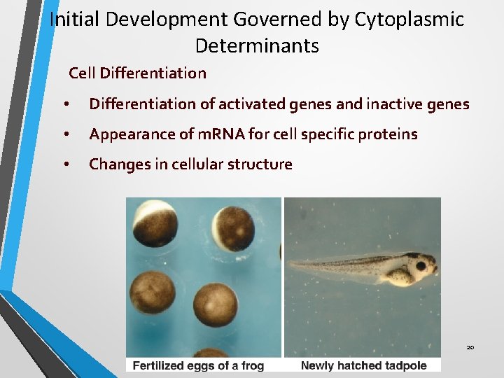 Initial Development Governed by Cytoplasmic Determinants Cell Differentiation • Differentiation of activated genes and Initial Development Governed by Cytoplasmic Determinants Cell Differentiation • Differentiation of activated genes and