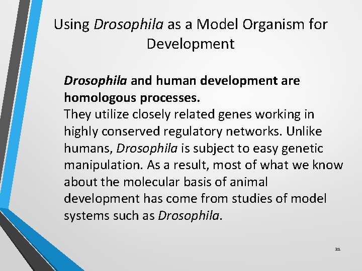 Using Drosophila as a Model Organism for Development Drosophila and human development are homologous Using Drosophila as a Model Organism for Development Drosophila and human development are homologous