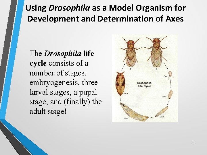 Using Drosophila as a Model Organism for Development and Determination of Axes The Drosophila Using Drosophila as a Model Organism for Development and Determination of Axes The Drosophila