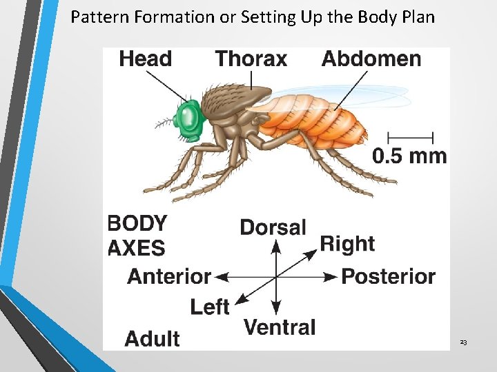 Pattern Formation or Setting Up the Body Plan 23 Pattern Formation or Setting Up the Body Plan 23