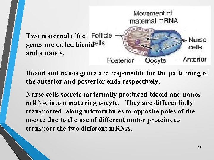Two maternal effect genes are called bicoid and a nanos. Bicoid and nanos genes Two maternal effect genes are called bicoid and a nanos. Bicoid and nanos genes