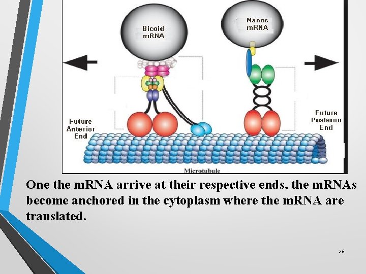 One the m. RNA arrive at their respective ends, the m. RNAs become anchored One the m. RNA arrive at their respective ends, the m. RNAs become anchored