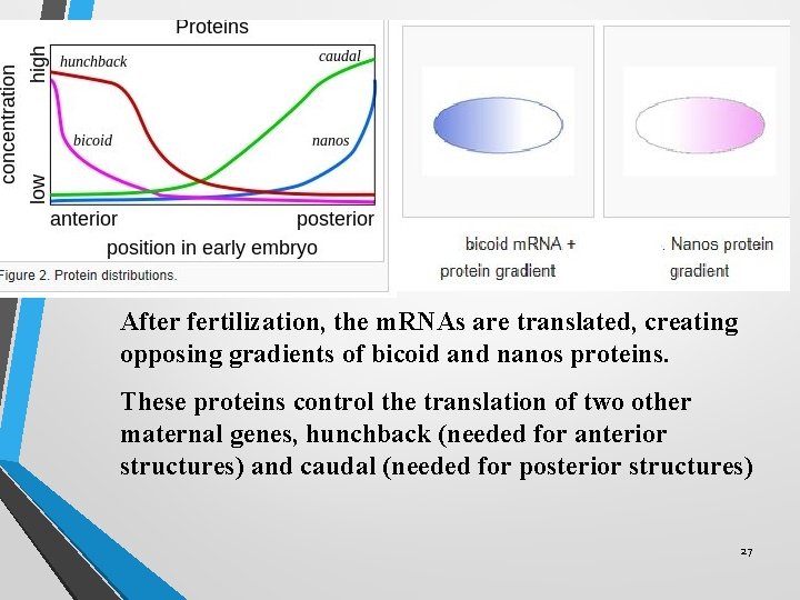 After fertilization, the m. RNAs are translated, creating opposing gradients of bicoid and nanos After fertilization, the m. RNAs are translated, creating opposing gradients of bicoid and nanos