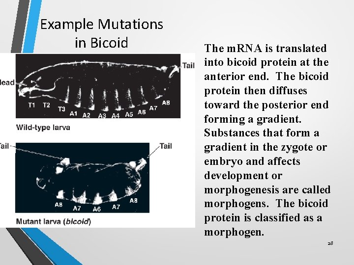 Example Mutations in Bicoid The m. RNA is translated into bicoid protein at the Example Mutations in Bicoid The m. RNA is translated into bicoid protein at the