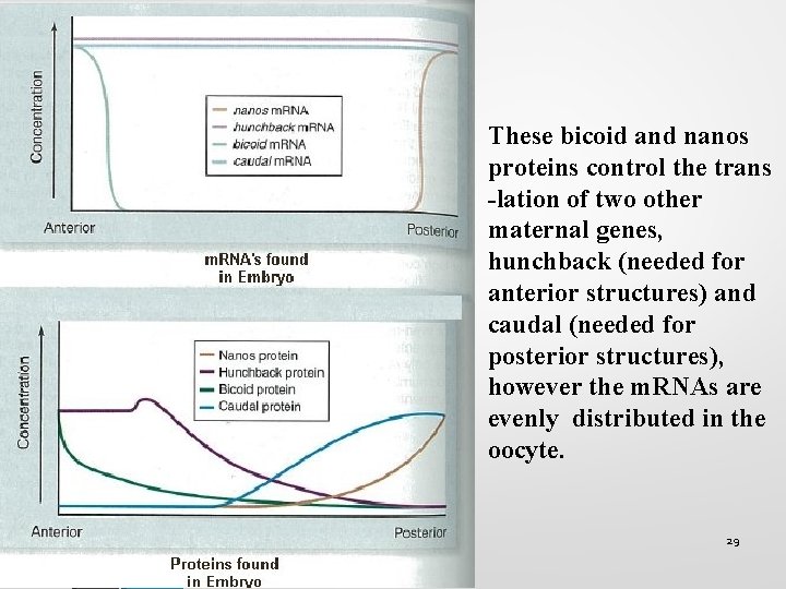 These bicoid and nanos proteins control the trans -lation of two other maternal genes, These bicoid and nanos proteins control the trans -lation of two other maternal genes,