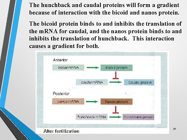 The hunchback and caudal proteins will form a gradient because of interaction with the The hunchback and caudal proteins will form a gradient because of interaction with the