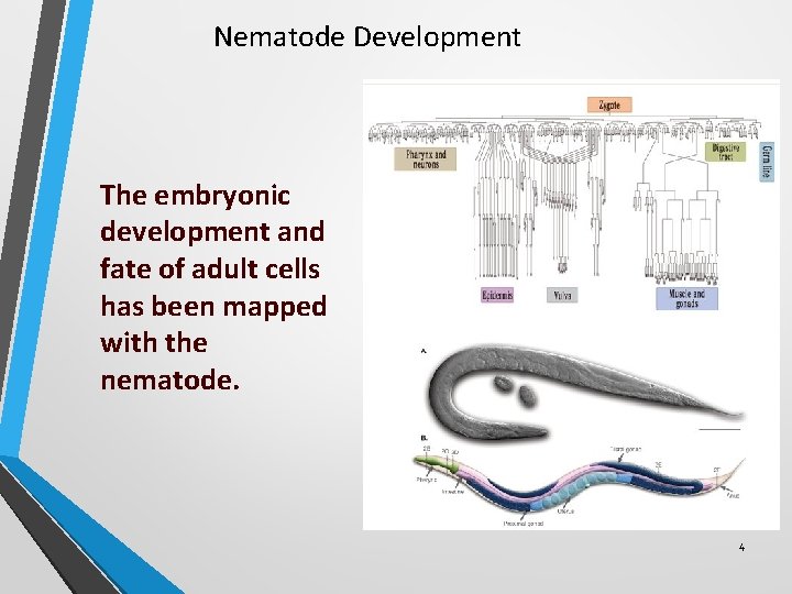 Nematode Development The embryonic development and fate of adult cells has been mapped with Nematode Development The embryonic development and fate of adult cells has been mapped with