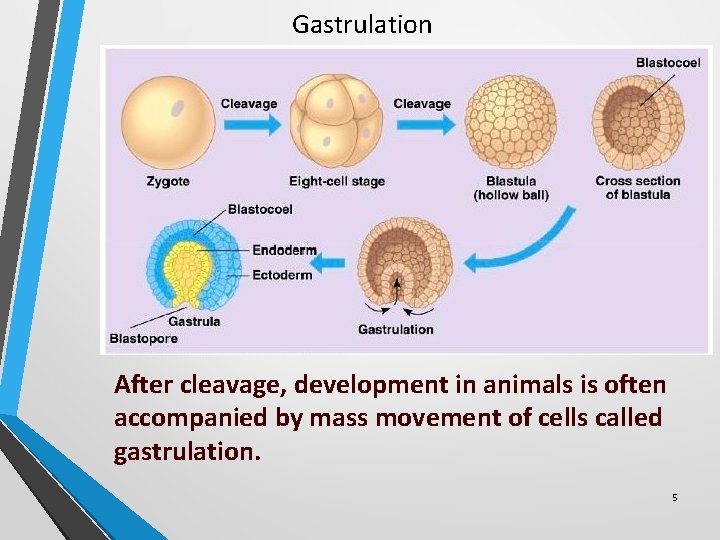Gastrulation After cleavage, development in animals is often accompanied by mass movement of cells Gastrulation After cleavage, development in animals is often accompanied by mass movement of cells