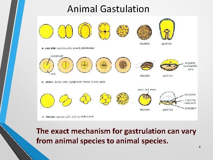 Animal Gastulation The exact mechanism for gastrulation can vary from animal species to animal Animal Gastulation The exact mechanism for gastrulation can vary from animal species to animal