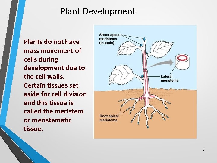 Plant Development Plants do not have mass movement of cells during development due to Plant Development Plants do not have mass movement of cells during development due to