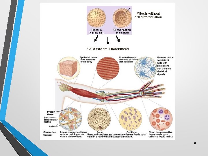 Particularistic Development Development and Genes Part 1 Characteristics of Development