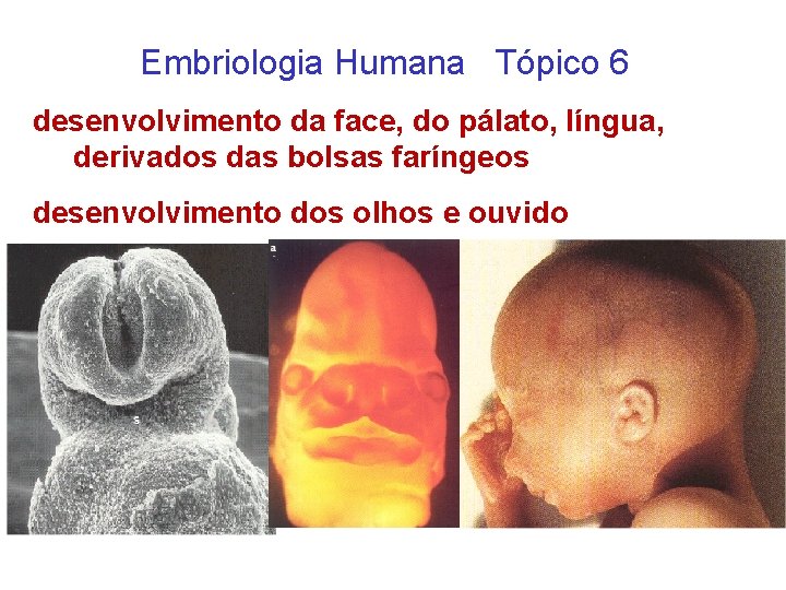 Embriologia Humana Tópico 6 desenvolvimento da face, do pálato, língua, derivados das bolsas faríngeos