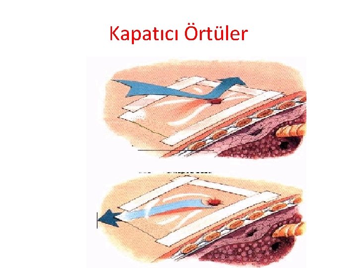 Kapatıcı Örtüler 