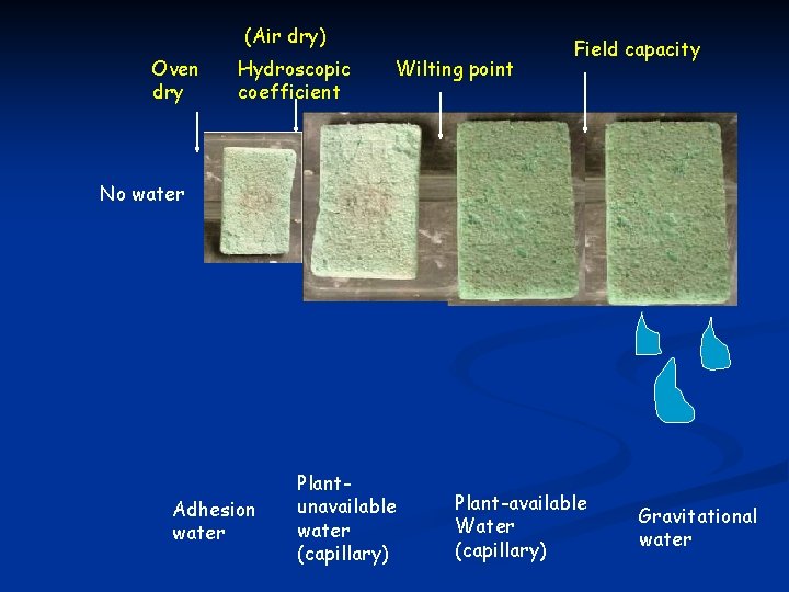 (Air dry) Oven dry Hydroscopic coefficient Wilting point Field capacity No water Adhesion water