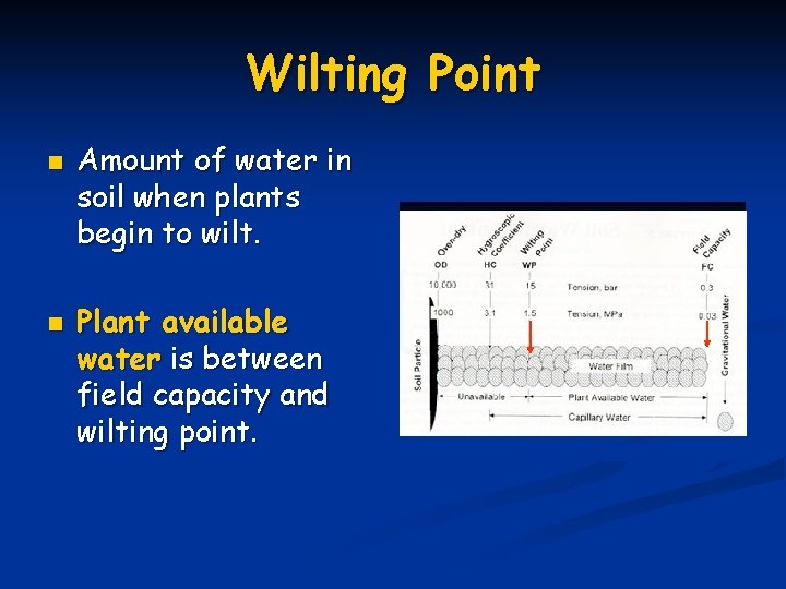 Wilting Point n n Amount of water in soil when plants begin to wilt.