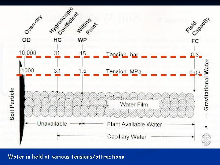 Water is held at various tensions/attractions 