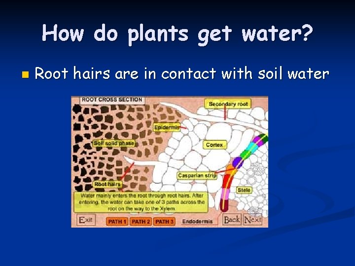 How do plants get water? n Root hairs are in contact with soil water