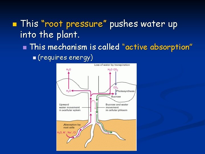 n This “root pressure” pushes water up into the plant. n This mechanism is