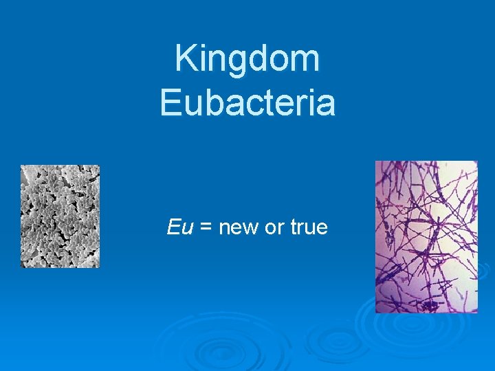 Kingdom Eubacteria Eu = new or true 