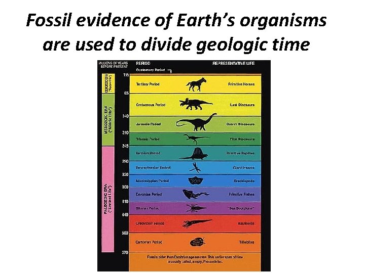 Fossil evidence of Earth’s organisms are used to divide geologic time 