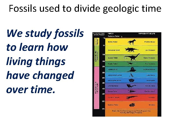 Fossils used to divide geologic time We study fossils to learn how living things