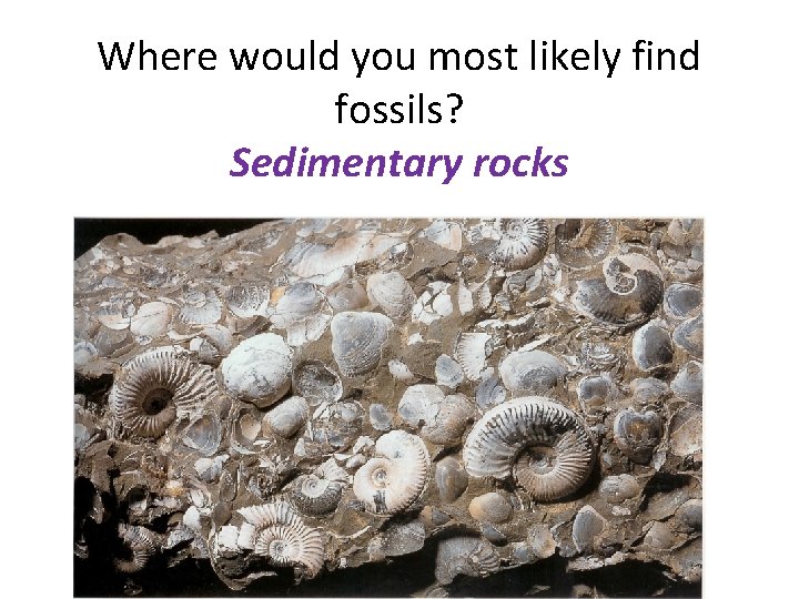 Where would you most likely find fossils? Sedimentary rocks 