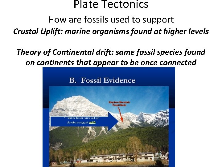 Plate Tectonics How are fossils used to support Crustal Uplift: marine organisms found at