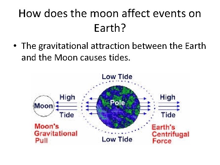 How does the moon affect events on Earth? • The gravitational attraction between the