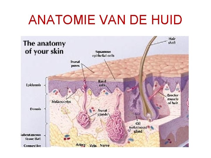 ANATOMIE VAN DE HUID 