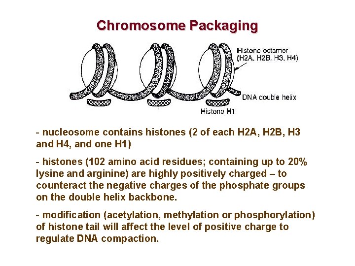 Chromosome Packaging - nucleosome contains histones (2 of each H 2 A, H 2
