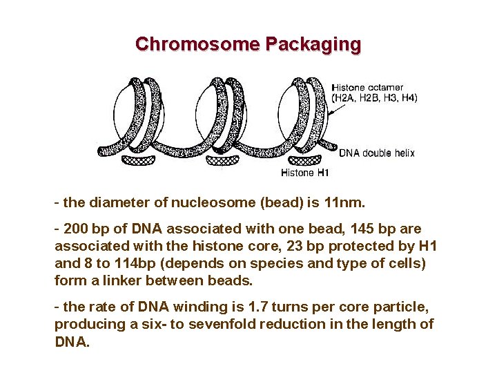 Chromosome Packaging - the diameter of nucleosome (bead) is 11 nm. - 200 bp