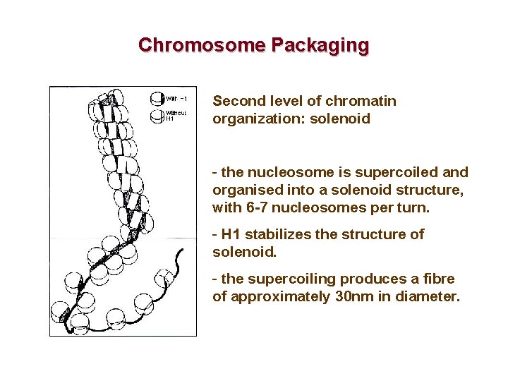 Chromosome Packaging Second level of chromatin organization: solenoid - the nucleosome is supercoiled and