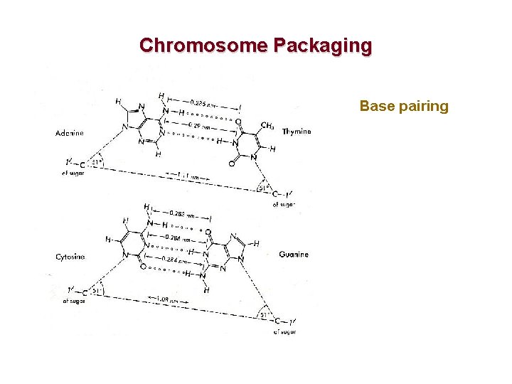 Chromosome Packaging Base pairing 